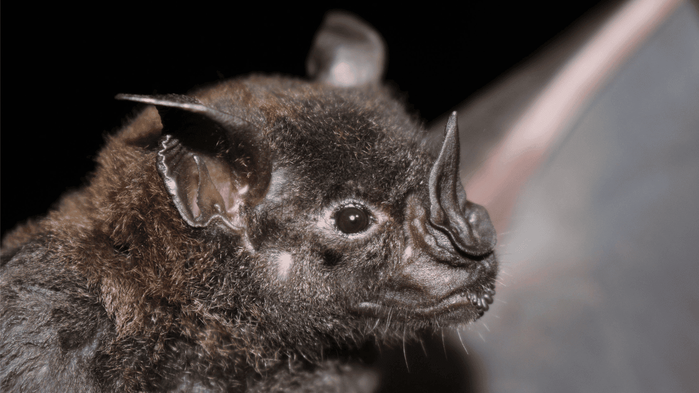 Fezes acumuladas causam fungos perigosos para o sistema respiratório. Removemos com segurança.